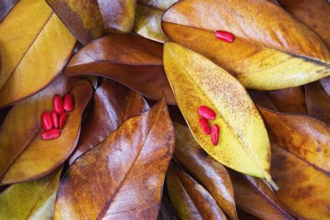 magnolia champaca pests and diseases.